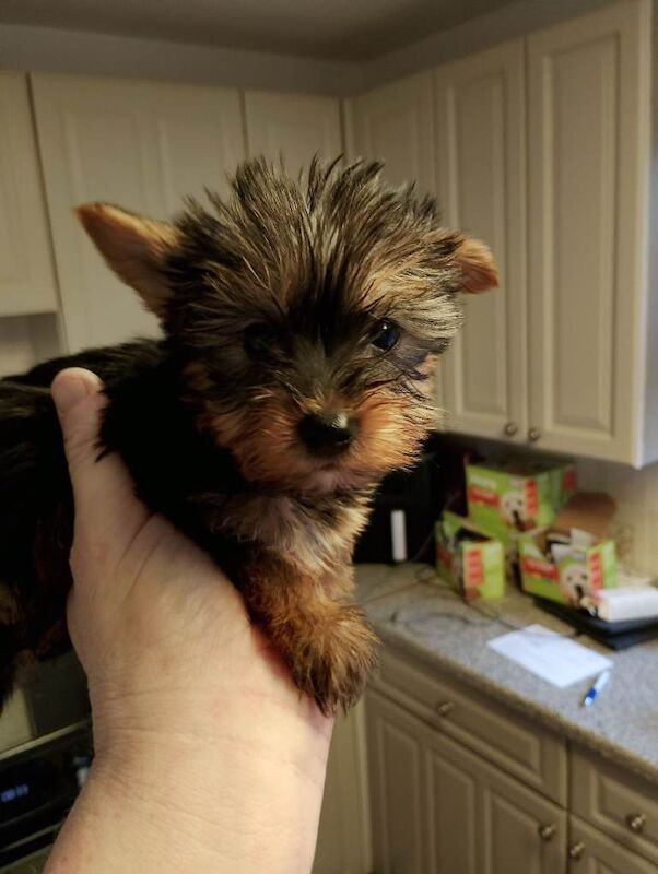Pups - Image 3 of 3