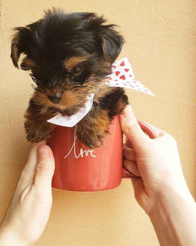 Yorkshire Terrier puppies for sale in Birmingham, West Midlands – KC registered, 11 months old - Image 1 of 4