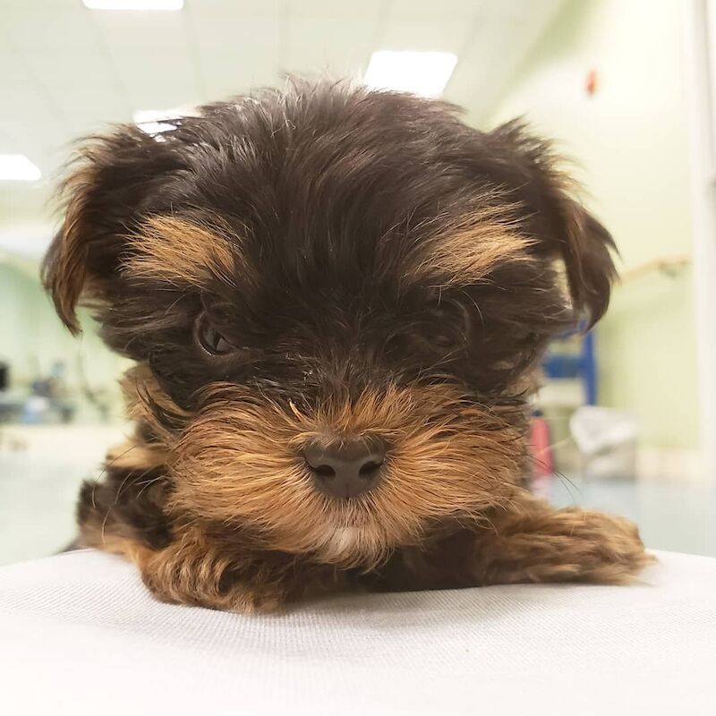 pure bread miniature Yorkshire terriers puppies. for sale in Birmingham, West Midlands - Image 2