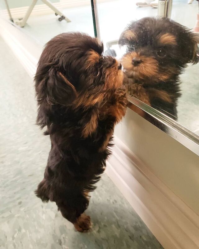 Yorkshire Terrier puppies for sale in Birmingham, West Midlands – KC registered, 11 months old - Image 4 of 4