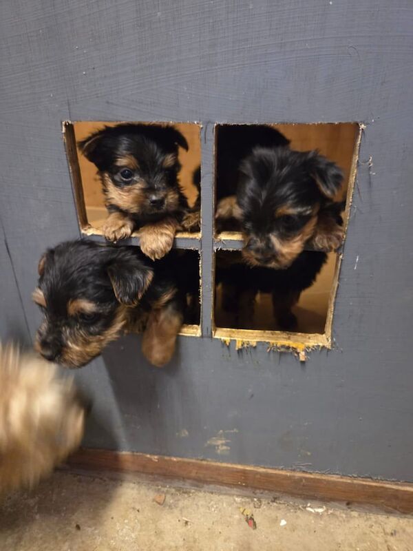 Yorkshire Terrier puppies for sale in Castlederg, County Tyrone – 7 weeks old
