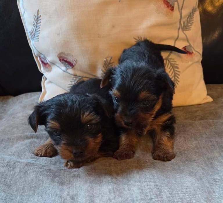 Pure Bred Miniature Yorkshire Terrier Pups