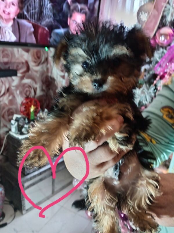 Pure bred Yorkshire Terrier puppies for sale in Oldham, Greater Manchester | Image 2
