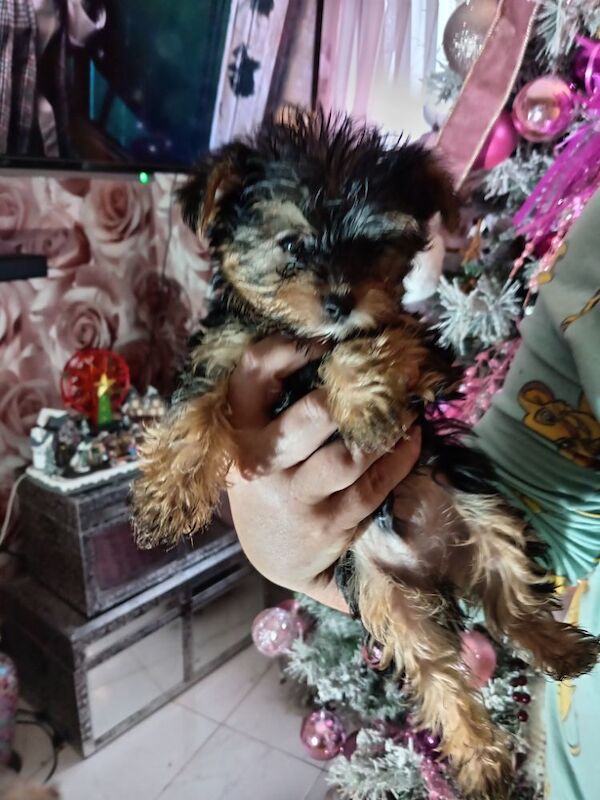 Pure bred Yorkshire Terrier puppies for sale in Oldham, Greater Manchester | Image 3