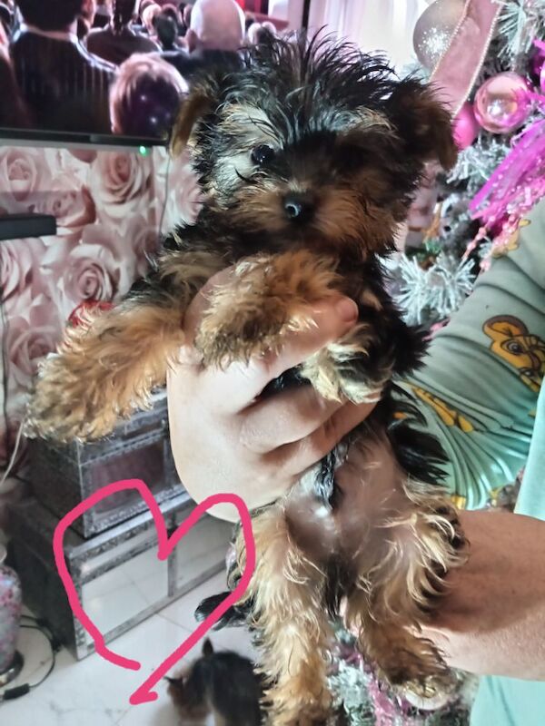 Pure bred Yorkshire Terrier puppies for sale in Oldham, Greater Manchester | Image 4