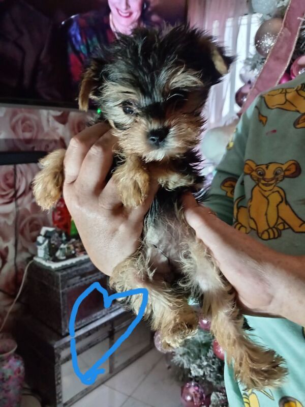 Yorkshire Terrier puppies for sale in Oldham, Greater Manchester – 9 months old - Image 5 of 11