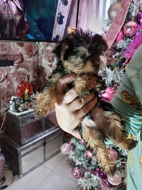 Yorkshire Terrier puppies for sale in Oldham, Greater Manchester – 9 months old - Image 6 of 11