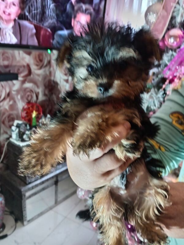 Yorkshire Terrier puppies for sale in Oldham, Greater Manchester – 9 months old - Image 7 of 11
