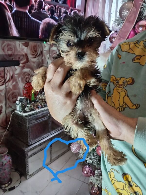 Yorkshire Terrier puppies for sale in Oldham, Greater Manchester – 9 months old - Image 8 of 11