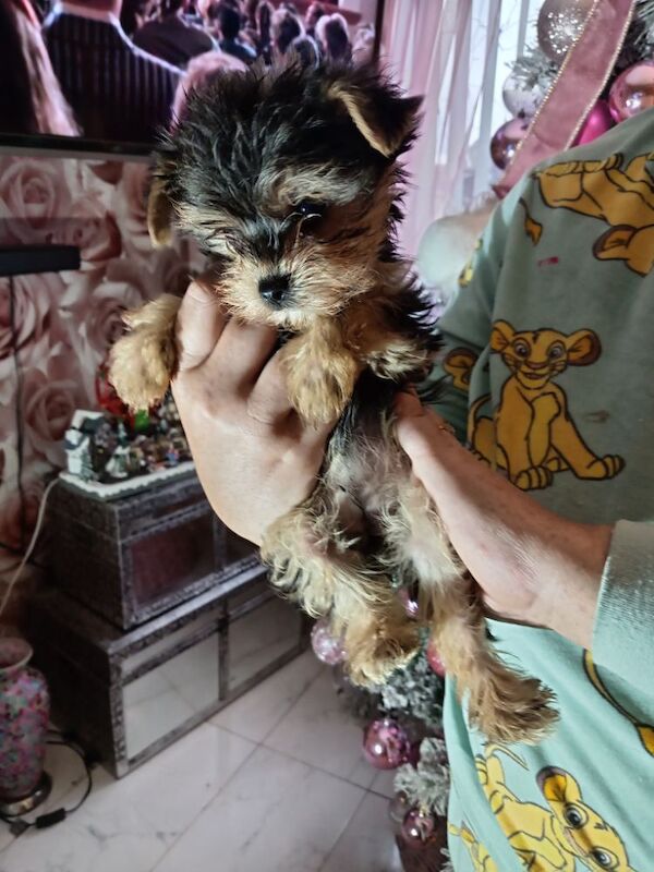 Yorkshire Terrier puppies for sale in Oldham, Greater Manchester – 9 months old - Image 9 of 11