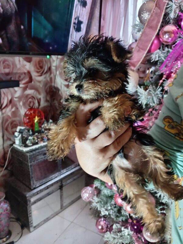 Yorkshire Terrier puppies for sale in Oldham, Greater Manchester – 9 months old - Image 10 of 11