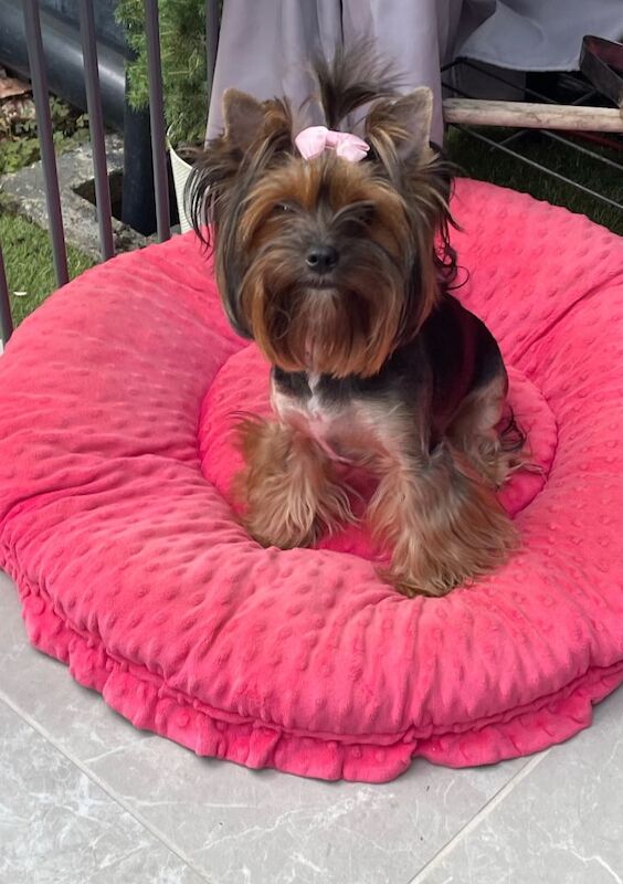 pure breed yorkshire terrier - Image 2 of 6