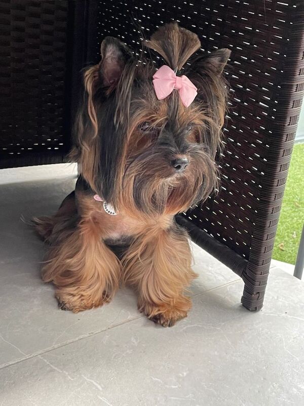 pure breed yorkshire terrier - Image 3 of 6