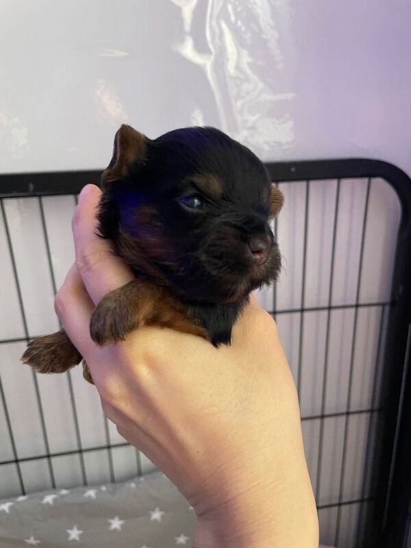 pure breed yorkshire terrier - Image 5 of 6