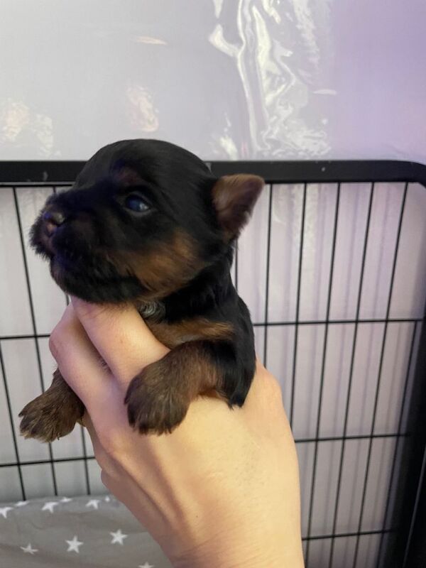 pure breed yorkshire terrier - Image 6 of 6