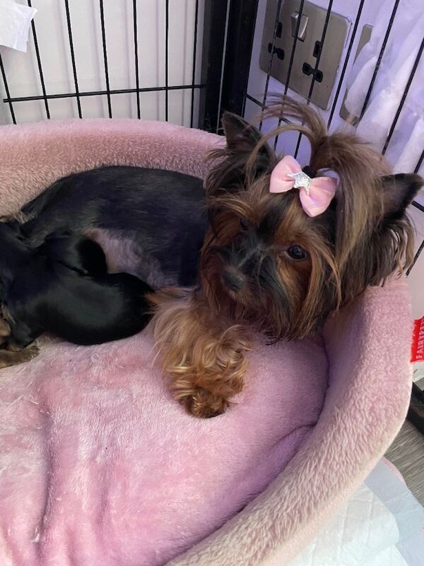 pure breed yorkshire terrier