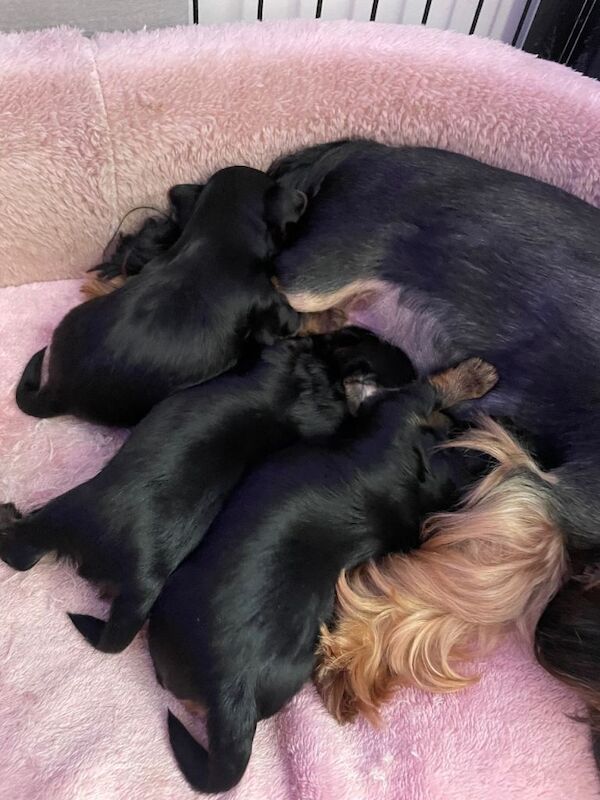 pure breed yorkshire terrier - Image 2 of 5