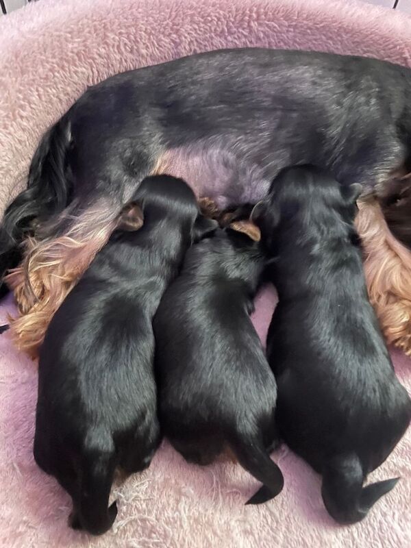 pure breed yorkshire terrier - Image 3 of 5