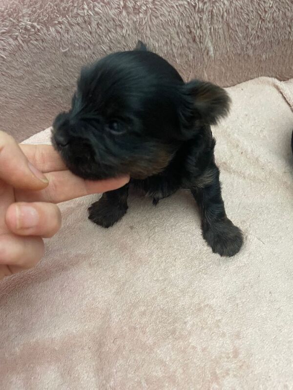 pure breed yorkshire terrier - Image 4 of 5