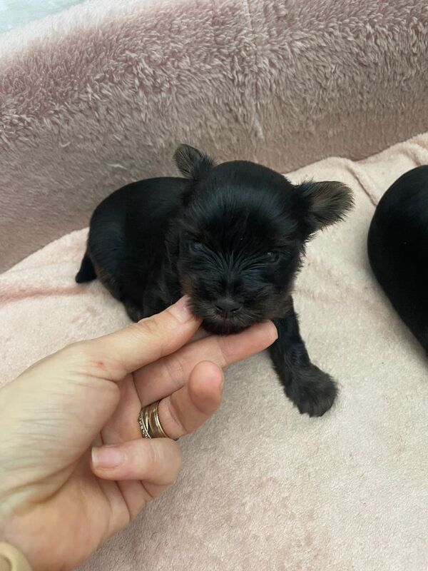 pure breed yorkshire terrier - Image 5 of 5
