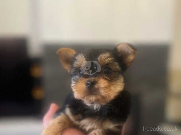 Pure Yorkshire Terrier puppies for sale in Tewkesbury, Gloucestershire