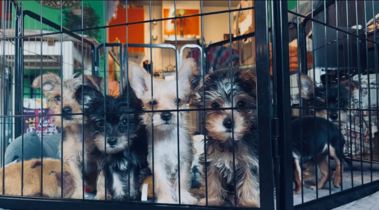 Pure Yorkshire Terrier Pups - READY NOW