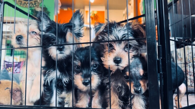 Pure Yorkshire Terrier Pups - READY NOW - Image 2 of 5