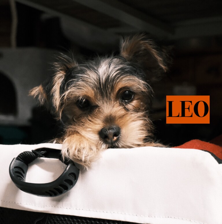 Pure Yorkshire Terrier Pups - READY NOW - Image 3 of 5