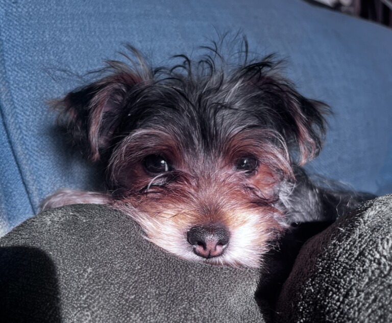Pure Yorkshire Terrier Pups - READY NOW - Image 4 of 5