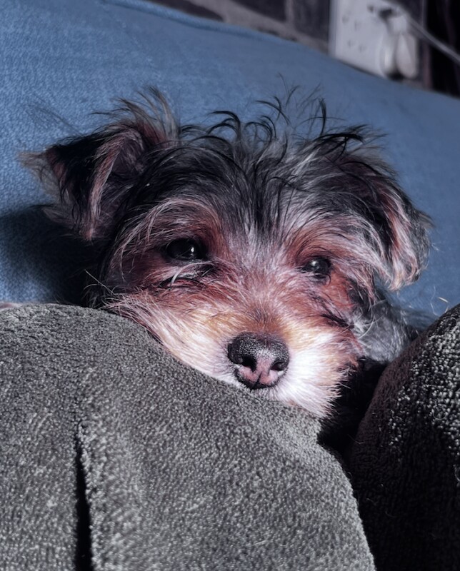 Pure Yorkshire Terrier Pups - READY NOW - Image 5 of 5