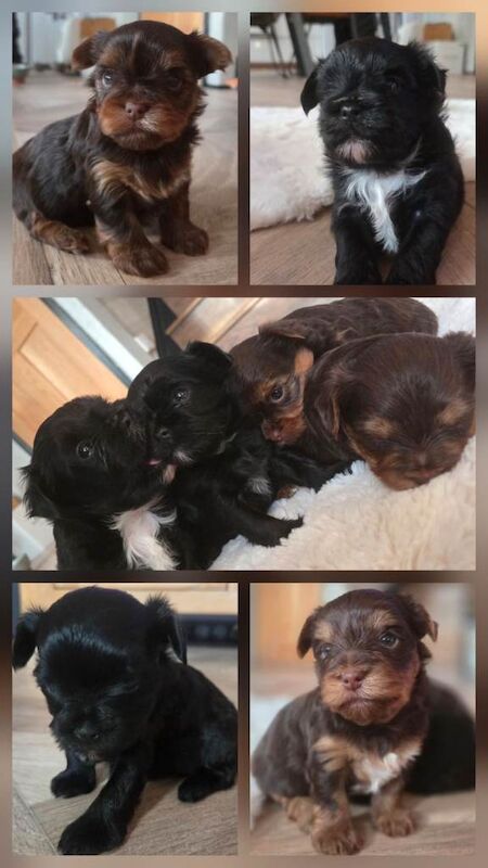 Yorkshire Terrier puppies for sale in Basildon, Essex – KC registered, 7 weeks old