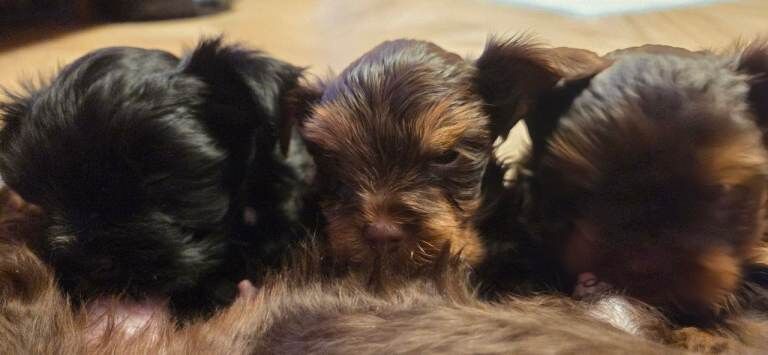 Yorkshire Terrier puppies for sale in Basildon, Essex – KC registered, 7 weeks old - Image 2 of 6