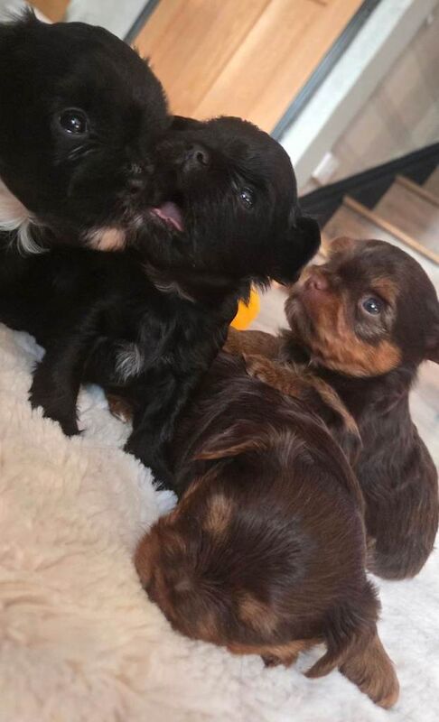 Yorkshire Terrier puppies for sale in Basildon, Essex – KC registered, 7 weeks old - Image 3 of 6