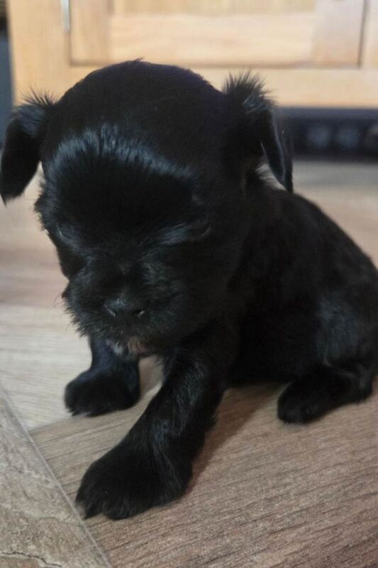 Yorkshire Terrier puppies for sale in Basildon, Essex – KC registered, 7 weeks old - Image 4 of 6