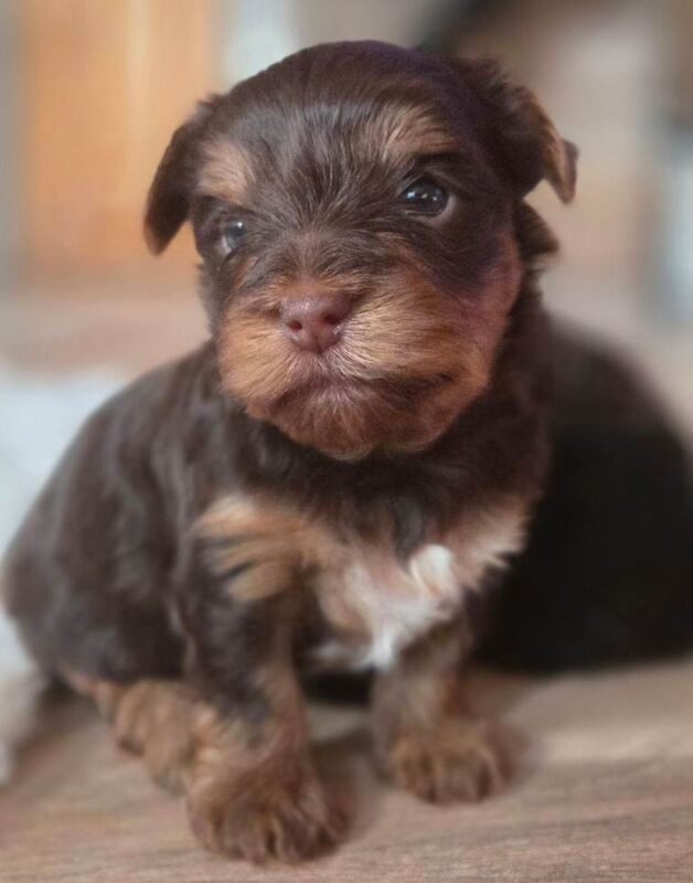 Yorkshire Terrier puppies for sale in Basildon, Essex – KC registered, 7 weeks old - Image 5 of 6