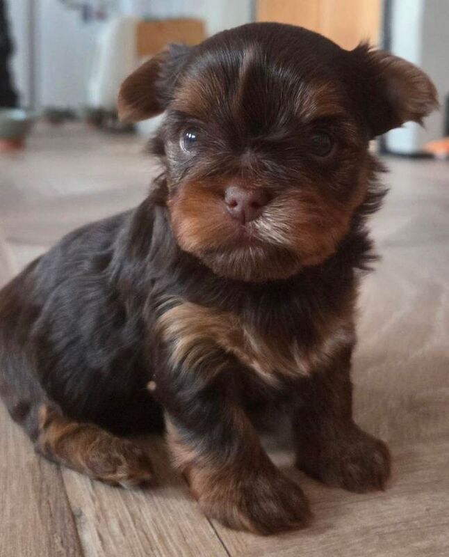 Yorkshire Terrier puppies for sale in Basildon, Essex – KC registered, 7 weeks old - Image 6 of 6