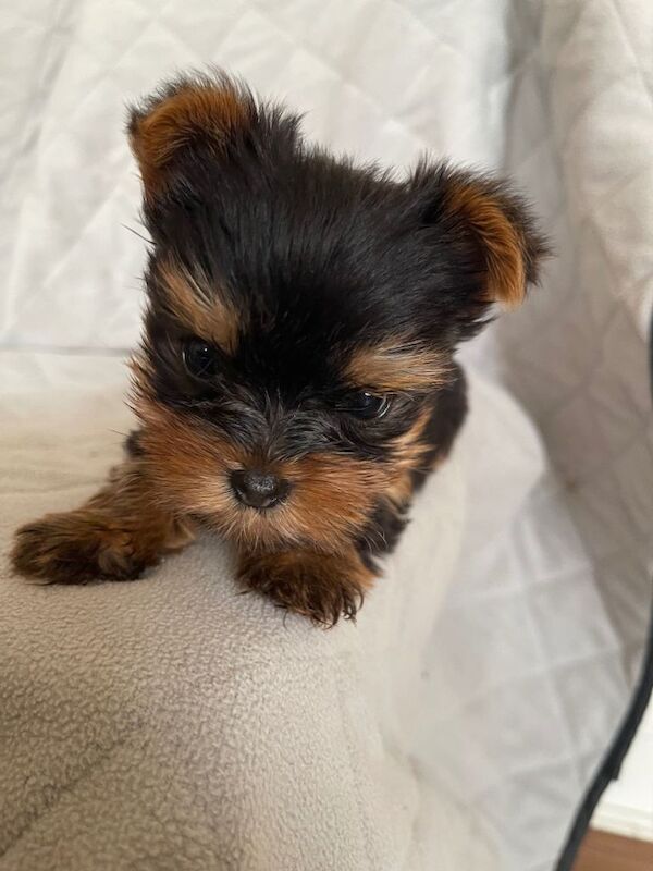 Yorkie Puppies For Sale