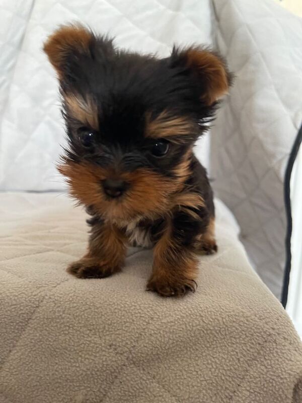 Purebred Yorkshire Terrier puppy Toy size - Image 2 of 6