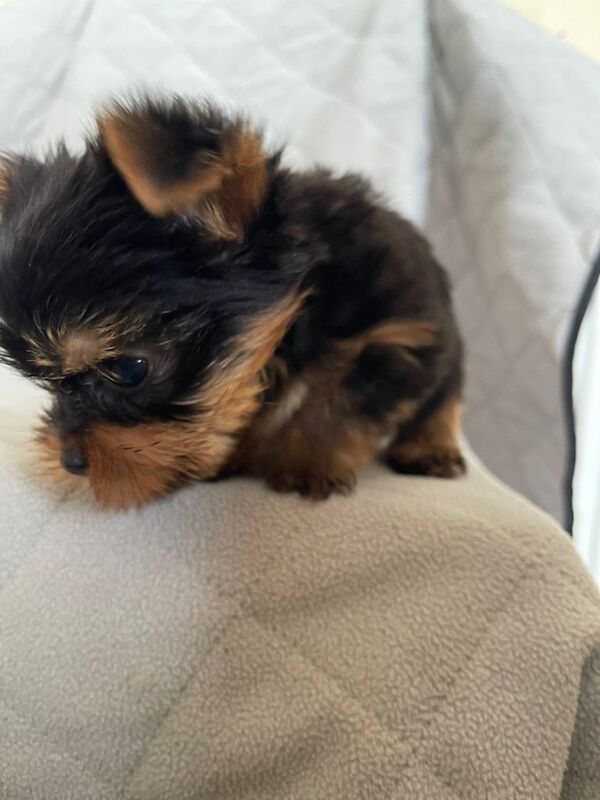 Purebred Yorkshire Terrier puppy Toy size - Image 3 of 6