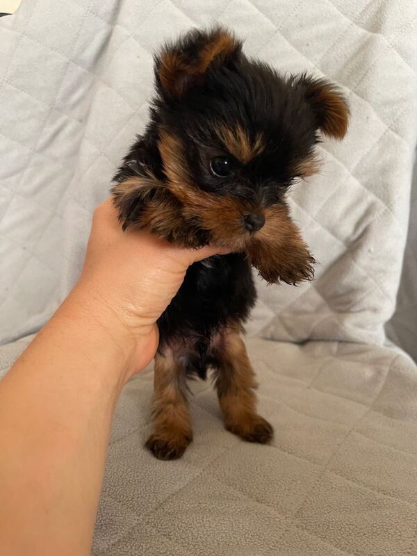 Purebred Yorkshire Terrier puppy Toy size - Image 4 of 6