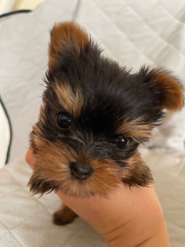 Purebred Yorkshire Terrier puppy Toy size - Image 5 of 6