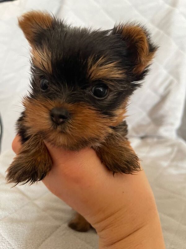 Purebred Yorkshire Terrier puppy Toy size - Image 6 of 6