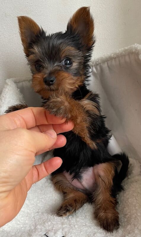 Yorkshire Terrier puppies for sale in Kingsbury, Greater London – KC registered, 10 weeks old - Image 2 of 3