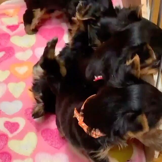 Yorkshire Terrier puppies for sale in Birmingham, West Midlands – 7 weeks old