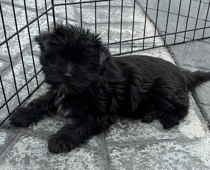Yorkshire Terrier puppies for sale in Newcastle upon Tyne, Tyne and Wear – 11 weeks old