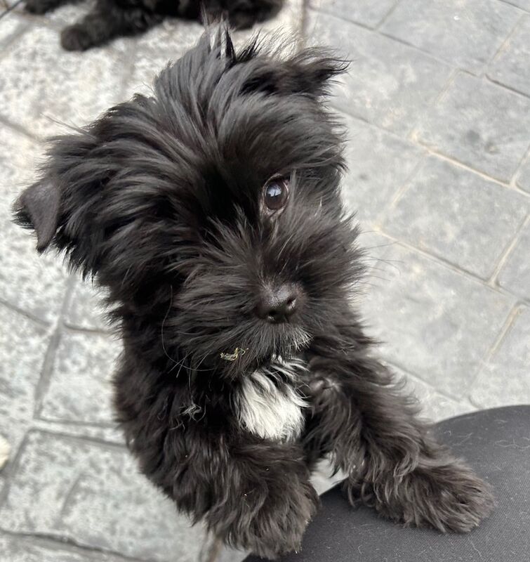 Yorkshire Terrier puppies for sale in Newcastle upon Tyne, Tyne and Wear – 11 weeks old - Image 2 of 6