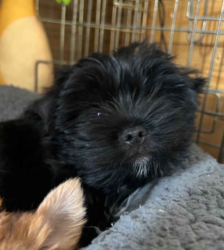 Yorkshire Terrier puppies for sale in Newcastle upon Tyne, Tyne and Wear – 11 weeks old - Image 3 of 6