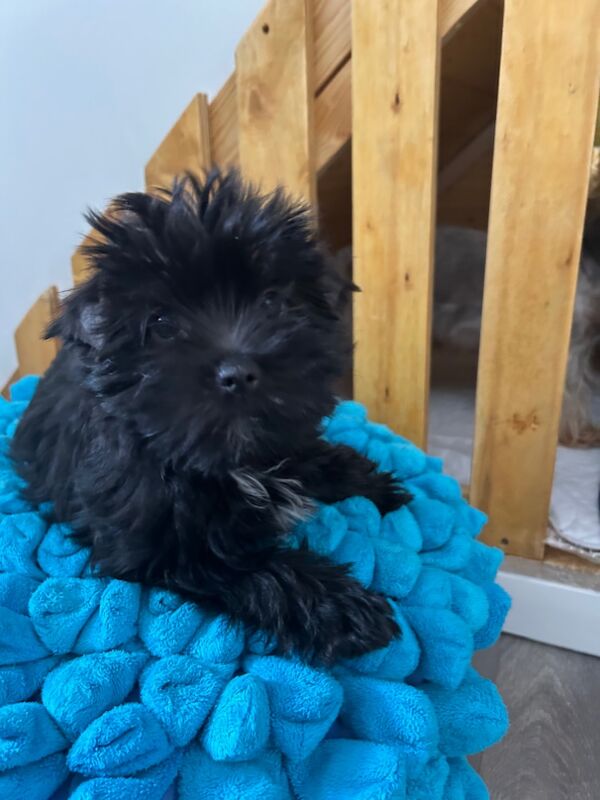 Yorkshire Terrier puppies for sale in Newcastle upon Tyne, Tyne and Wear – 11 weeks old - Image 4 of 6