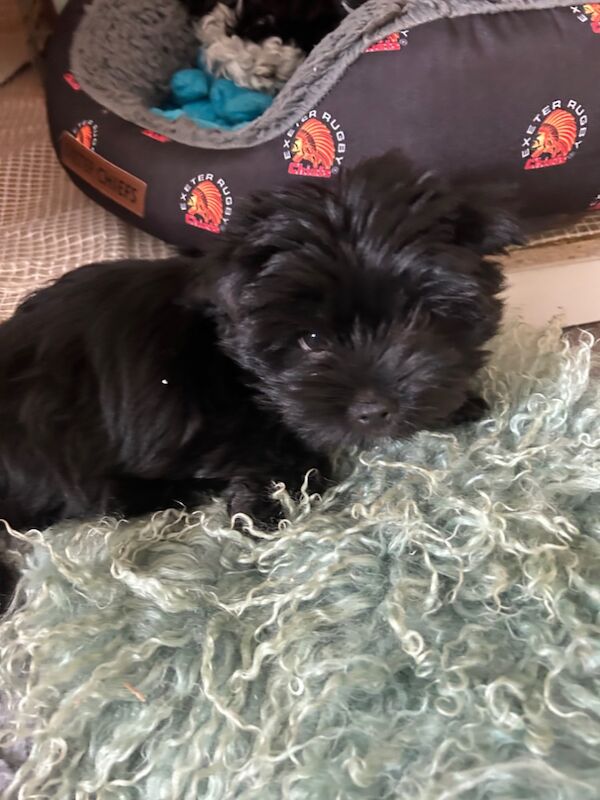 Yorkshire Terrier puppies for sale in Newcastle upon Tyne, Tyne and Wear – 11 weeks old - Image 5 of 6