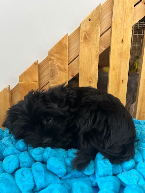 Yorkshire Terrier puppies for sale in Newcastle upon Tyne, Tyne and Wear – 11 weeks old - Image 6 of 6